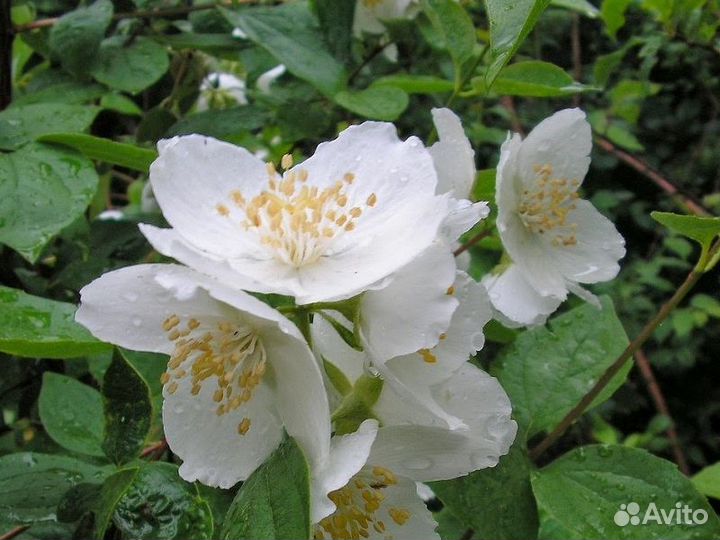 Жасмин чубушник саженцы