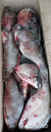 Рыба речная свежемороженая