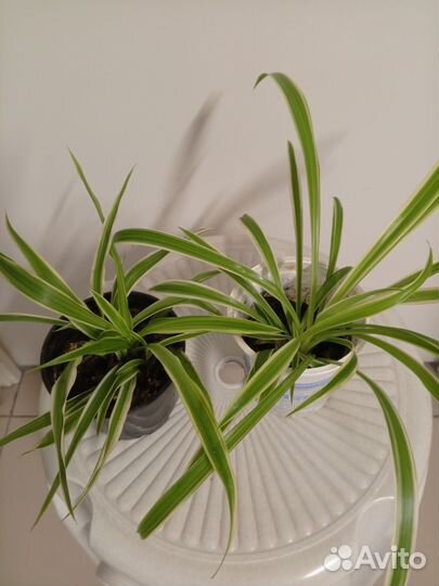 Хлорофитум