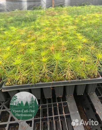 Зкс и окс Сосна Ель Лиственница сеянцы Голуб горн