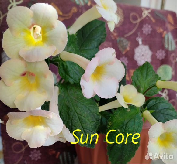 Ахименесы сортовые