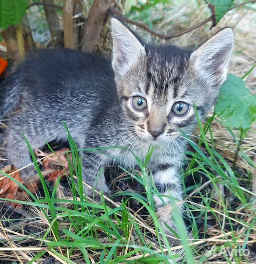Котята