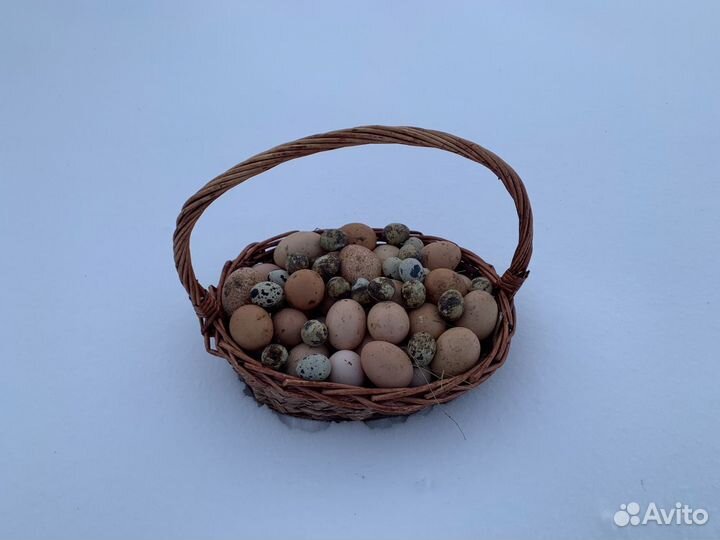 Домашние куриные и перепелиные яйца