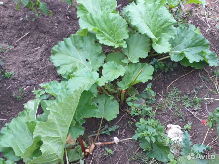 Ревень корень