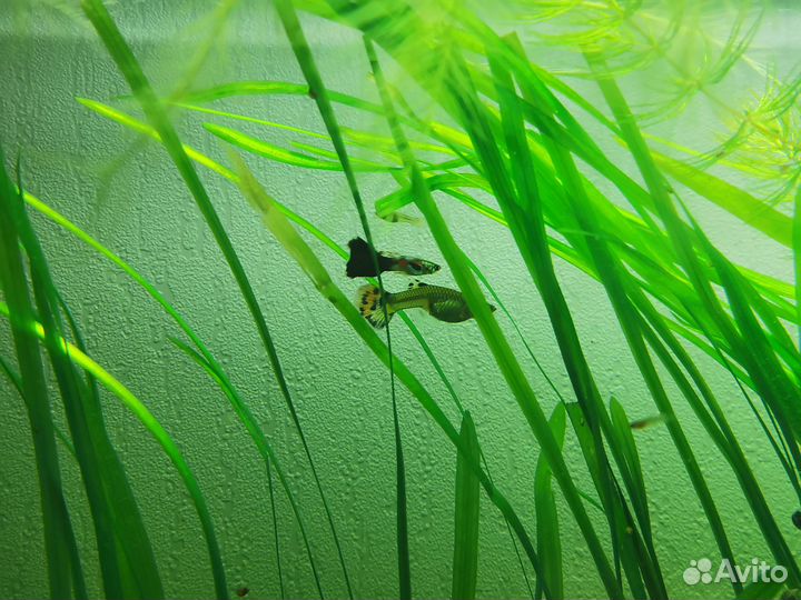 Аквариумные рыбки гуппи