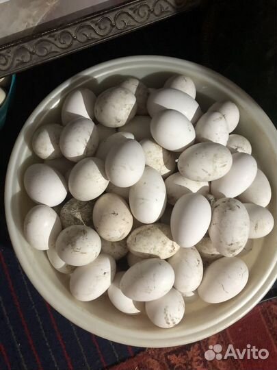 Яйца гусиные