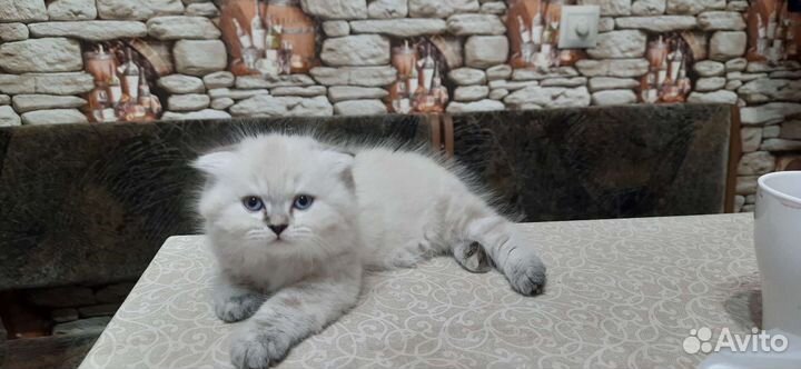 Котятки шотландцы красотулечки