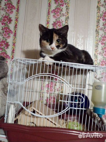 Клетка для грызунов