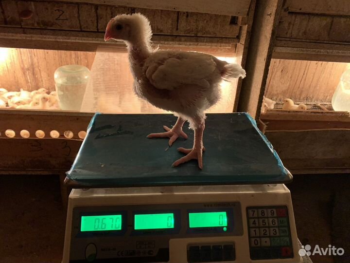 Бройлер кобб 500 и цветной бройлер