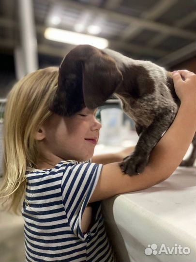 Щенок курцхаара ищет дом