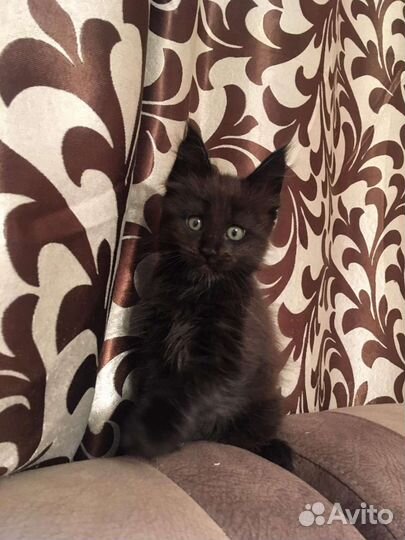 Котята мейн-кун