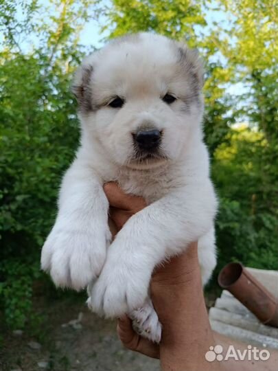 Среднеазиатская овчарка алабай щенки