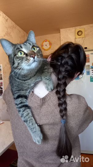 Передержка кошек