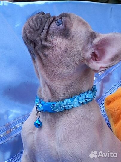 Французский бульдог