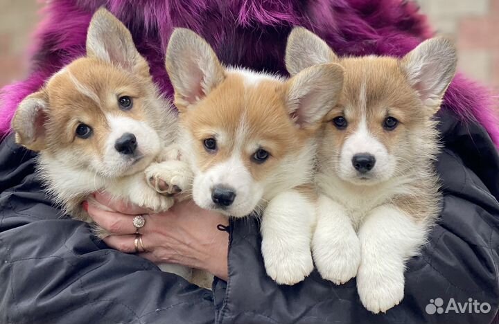 Кобель Корги