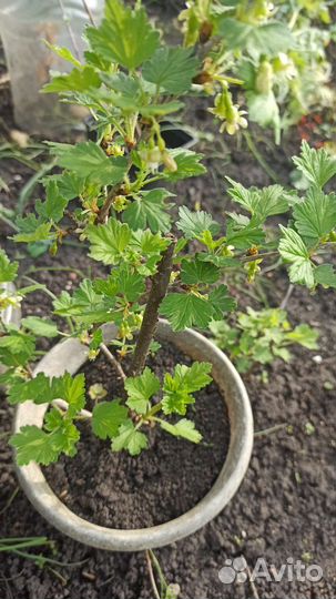 Крыжовник, камнеломка вариегатная