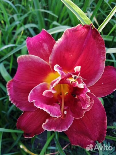 Лилейники сортовые много