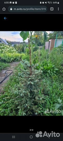 Хвойные растения