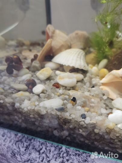 Улитки катушки