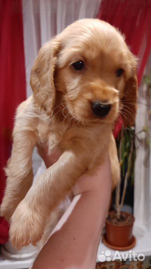 Щенок английский кокер спаниель