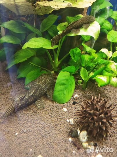 Рыбки аквариумные