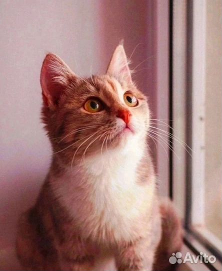 Кошка Муся 8 мес, стерилизована