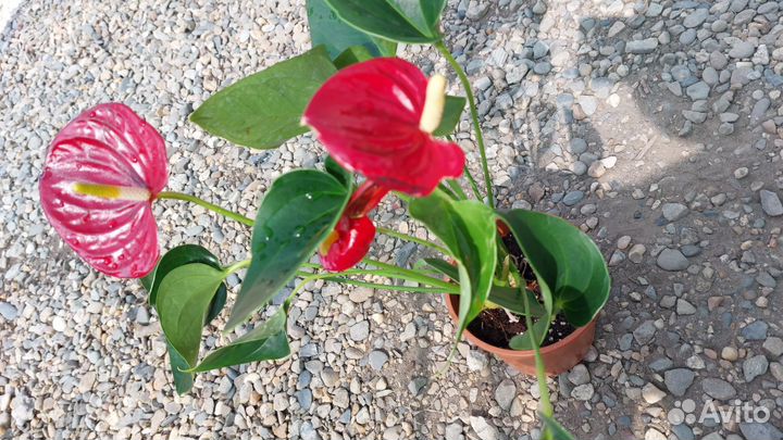 Антуриум мужское счастье