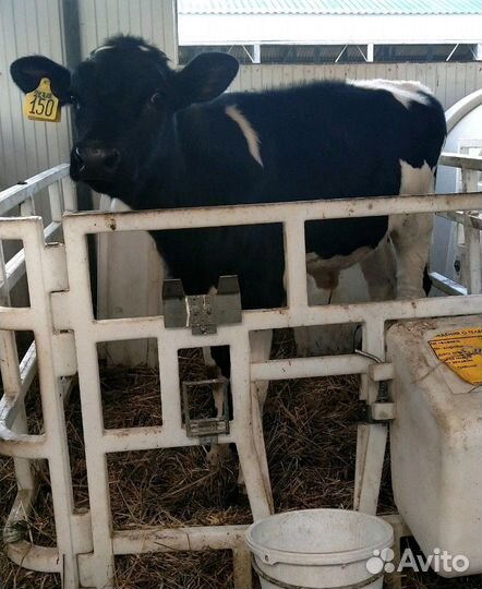 Холмогоры Голштины Бычок Теленок Телки