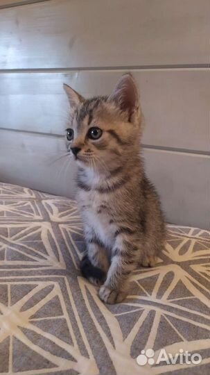 Британец полукровка