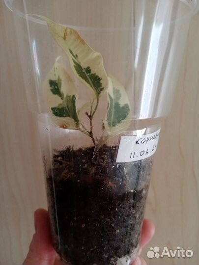 Фикус Де Гантель