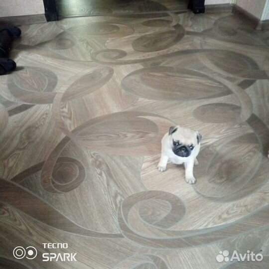 Щенки мопса мальчик и девочка