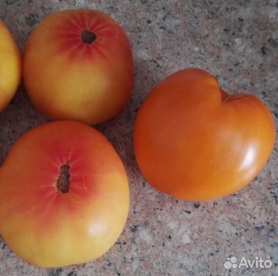 Томаты-Гномы рассада. Урожай и вкус