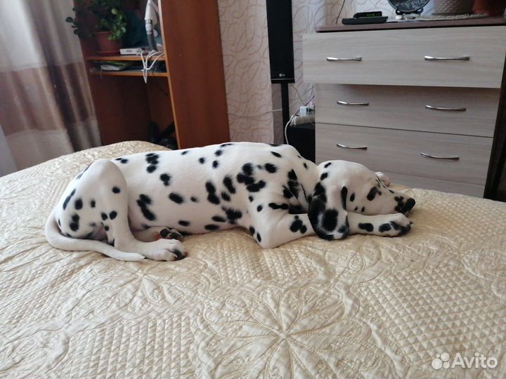 Далматинец щенок