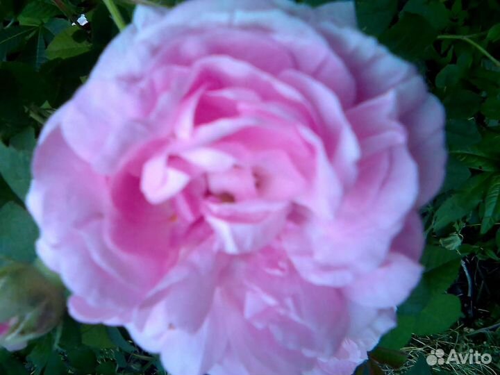 Роза плетистая розовая