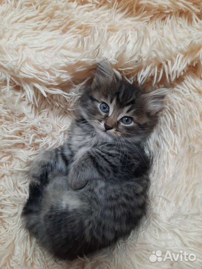 Отдам в добрые руки котят