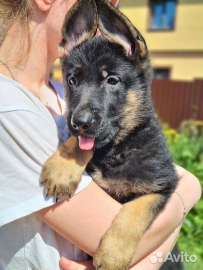 Очаровательная малышка немецкой овчарки