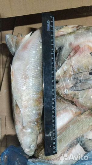 Жерех свежемороженый