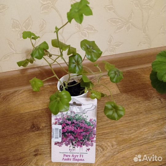 Пеларгония герань