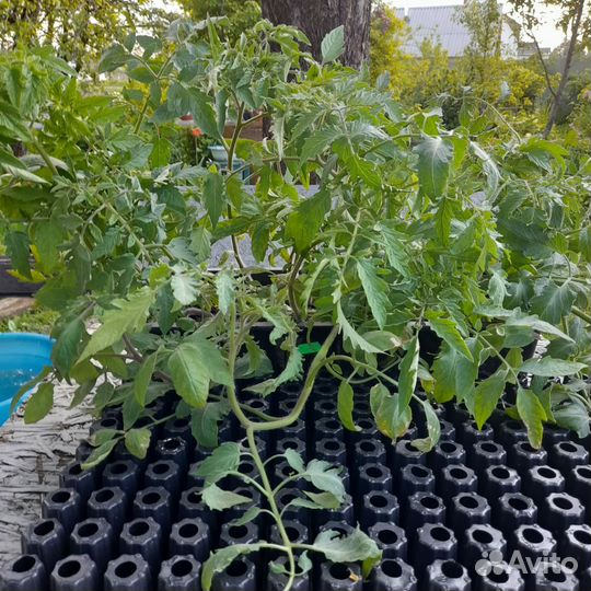 Рябчики императорские