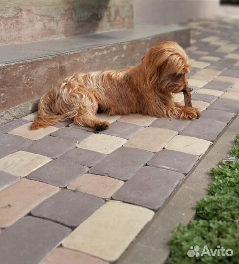 Норвич терьер