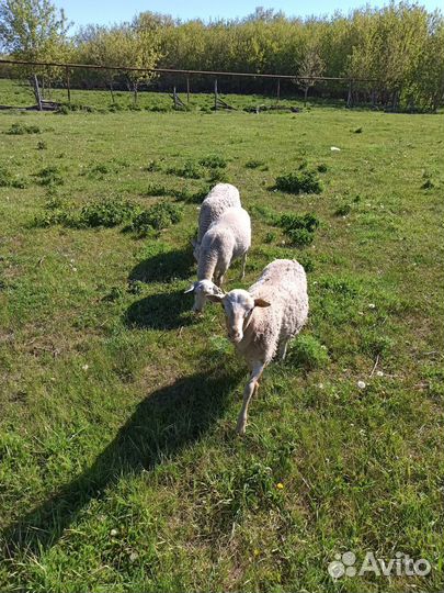 Ягнята баранчики