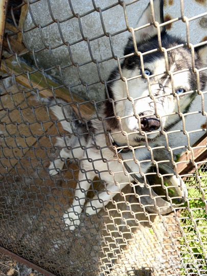 Сибирский хаски