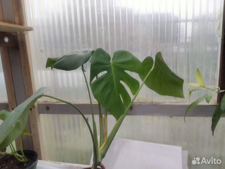 Сингониум 3 короля