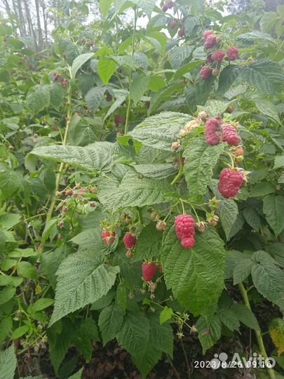 Ремонтантная малина