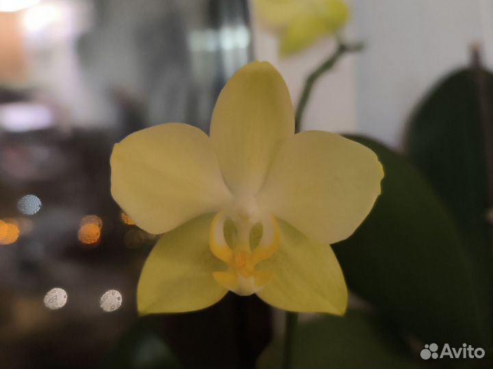 Орхидея фаленопсис