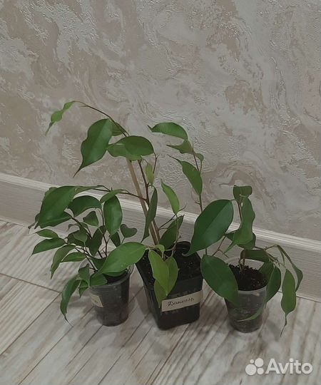 Фикус бенджамина Даниэль