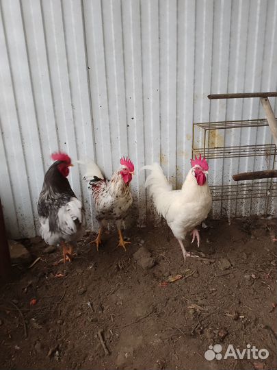 Молодые петухи