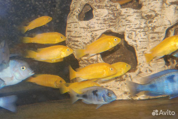 Продам голубых дельфинов