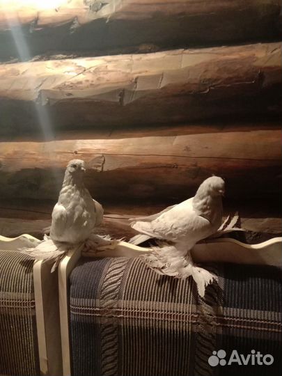 Голуби