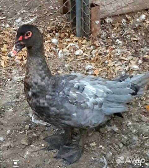 Мускусные утки